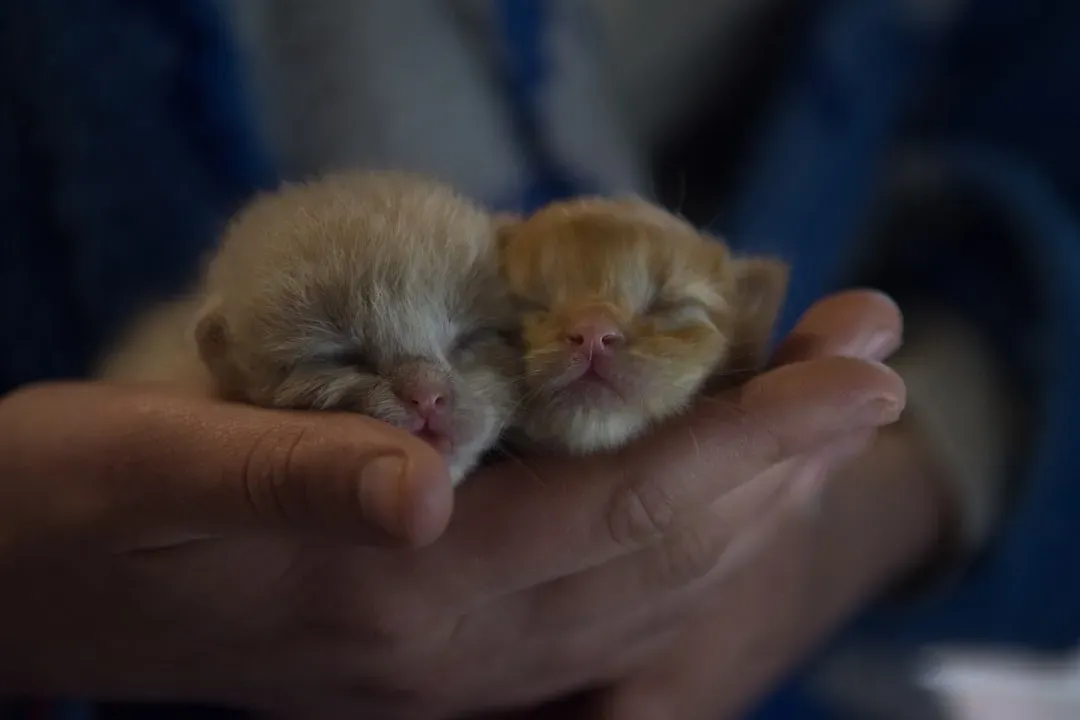 Kittens Are Born With Whiskers - and Depend on Them Immediately (Image Credits: Unsplash)