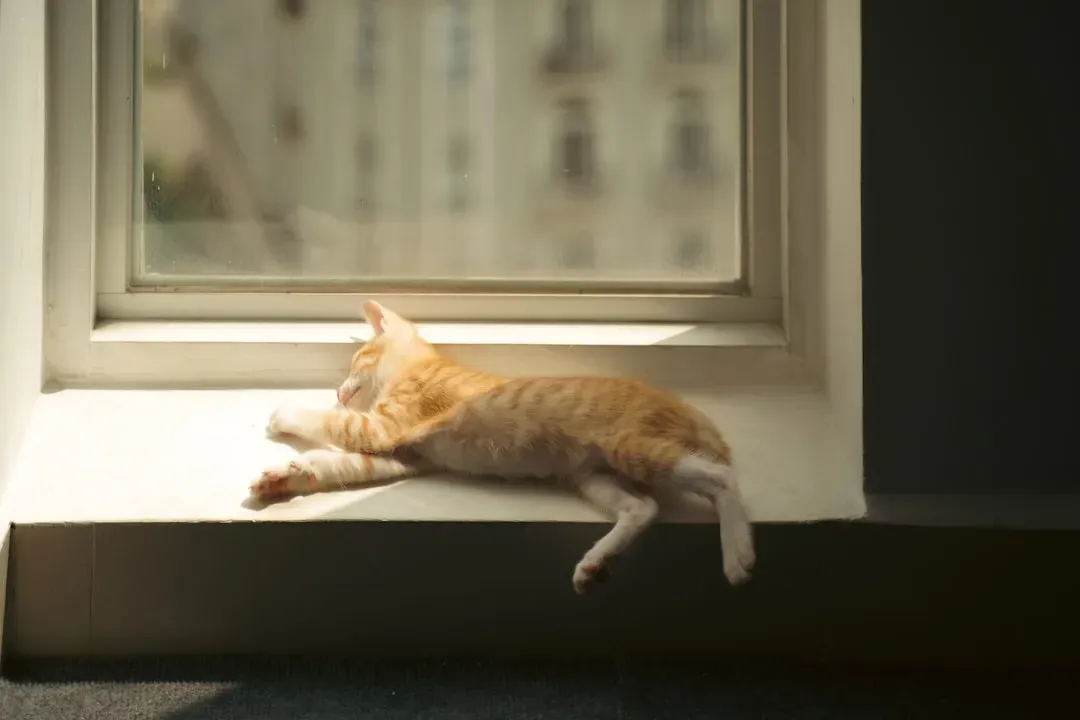 7. Sunny Windowsills (Image Credits: Unsplash)