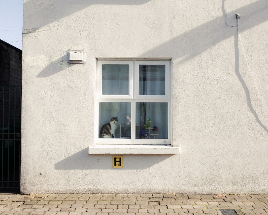 The Social Butterfly: Cats Who Choose Street-Facing Windows (Image Credits: Unsplash)