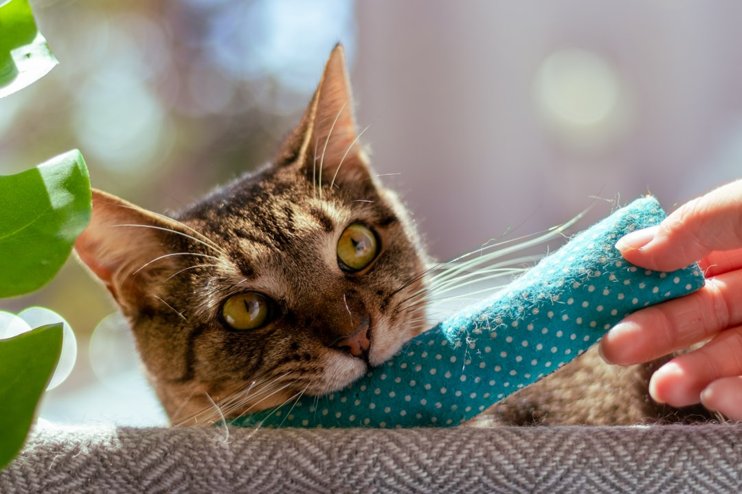 Those Seeking an Impulse Purchase or Quick Fix (Image Credits: Unsplash)