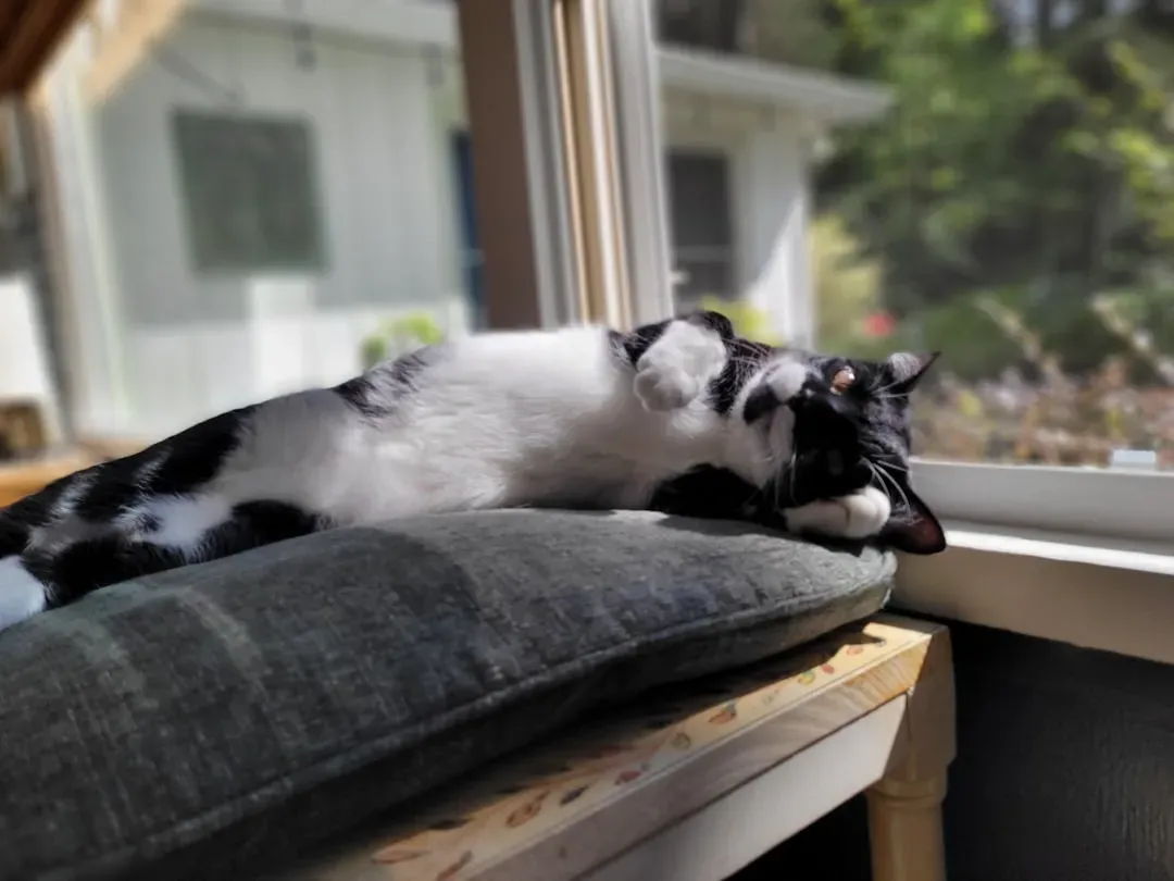How You Can Create the Perfect Safe Sunbathing Setup for Your Cat (Image Credits: Unsplash)