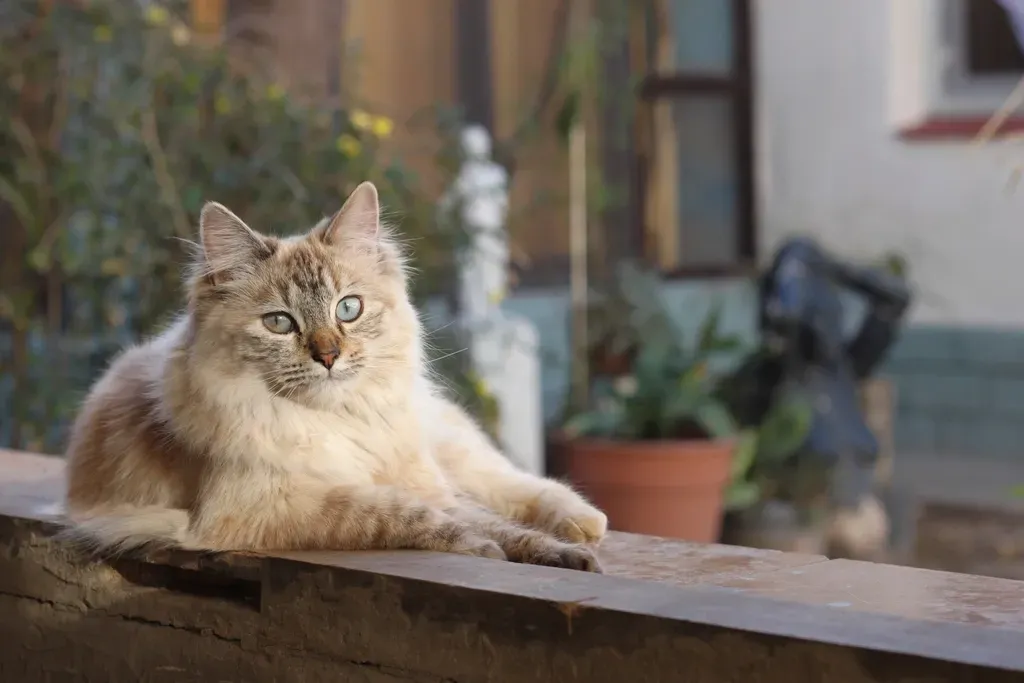 Genetics: The Foundation of Feline Personality (Image Credits: Rawpixel)