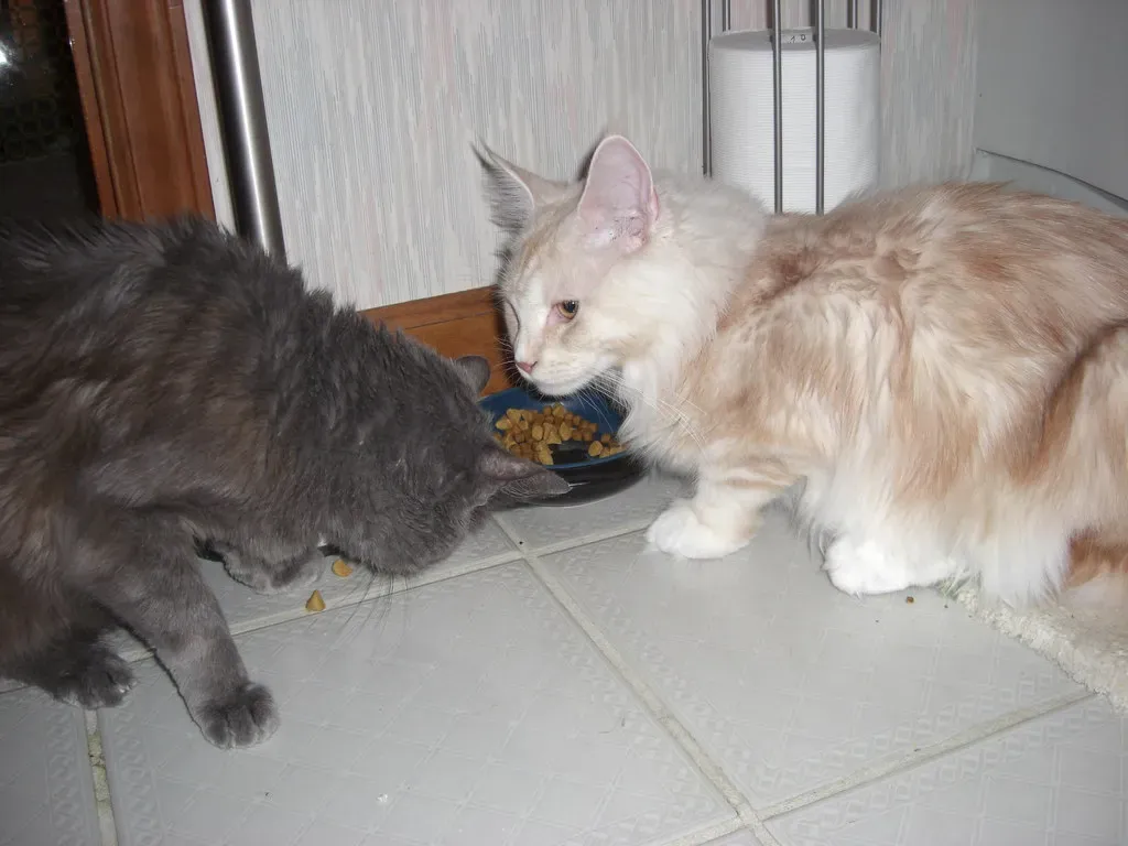 Feeding Your Gentle Giant (Image Credits: Flickr)