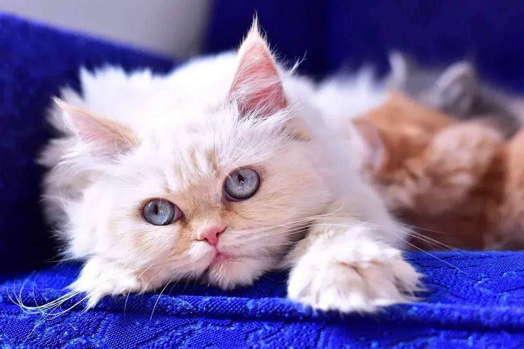 The Power of Predictable Routines (Image Credits: Flickr)