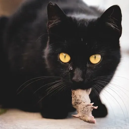 #5 - Those "Gross" Dead Mouse Gifts Are a Parenting Lesson in Reverse (Image Credits: Pexels)