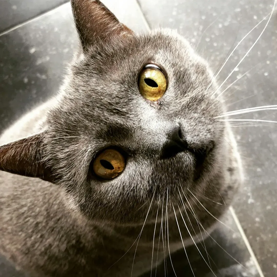 Chartreux: The Quietly Confident (Image Credits: Unsplash)