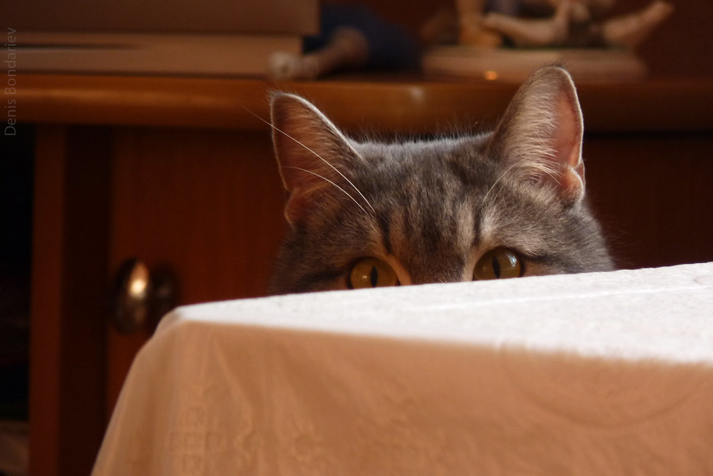 Excessive Hiding and Withdrawal (Image Credits: Flickr)