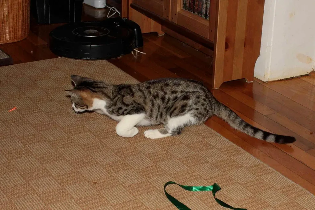 Your Cat's Brain on Laser Pointers (Image Credits: Flickr)