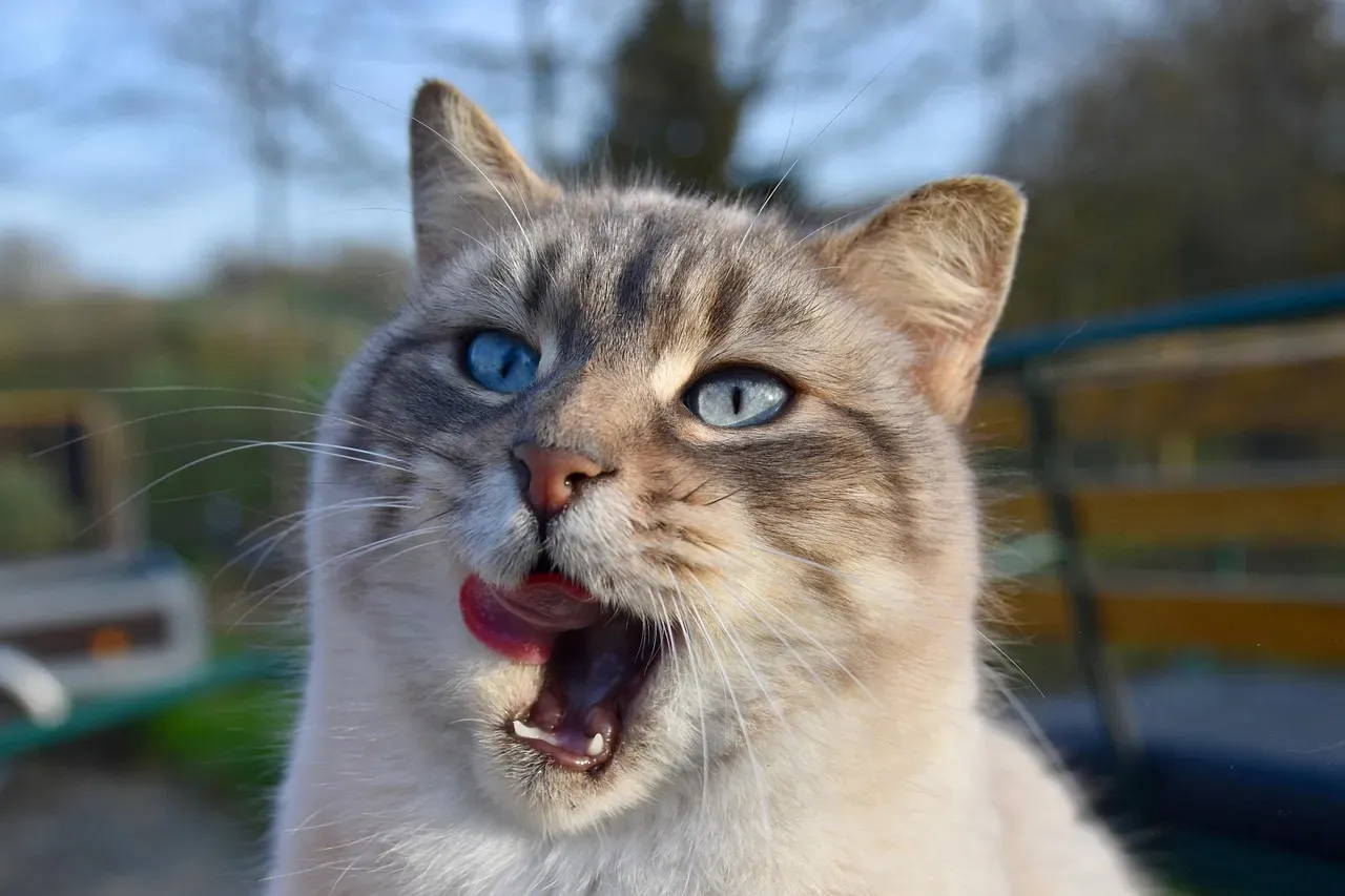 #9 - The Deliberate Eye-Contact Yawn (Image Credits: Pixabay)