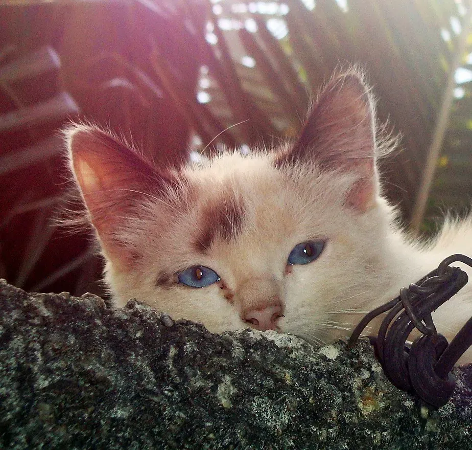 Lily (Image Credits: Flickr)