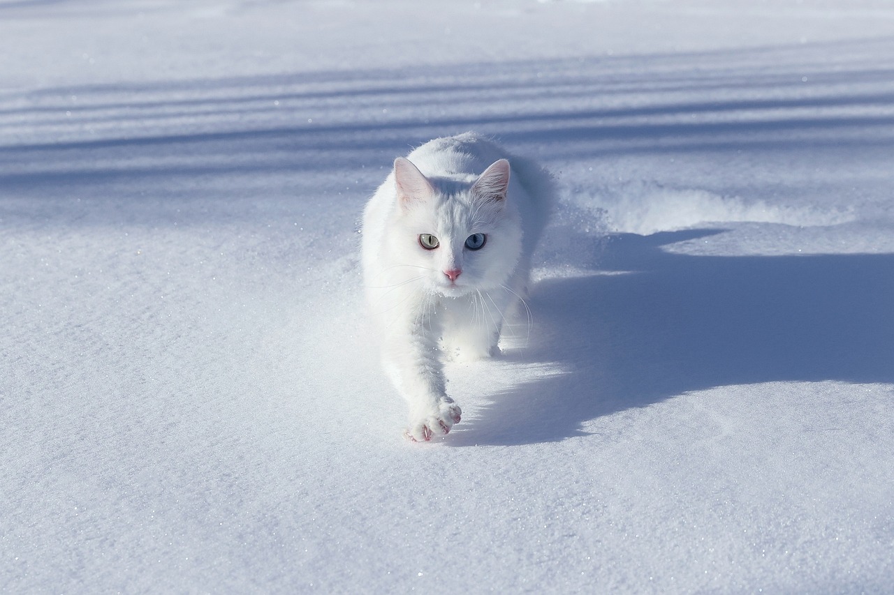 Turkish Van: The Fierce Territorial Guardian (Image Credits: Pixabay)