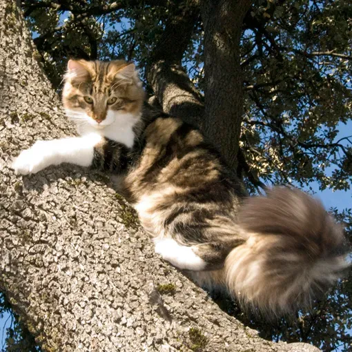 14. Norwegian Forest Cat: The Natural Climber (Image Credits: Wikimedia)
