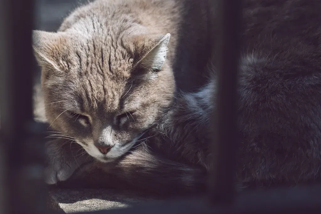 The Ancient Instinct Behind Spot Selection (Image Credits: Flickr)