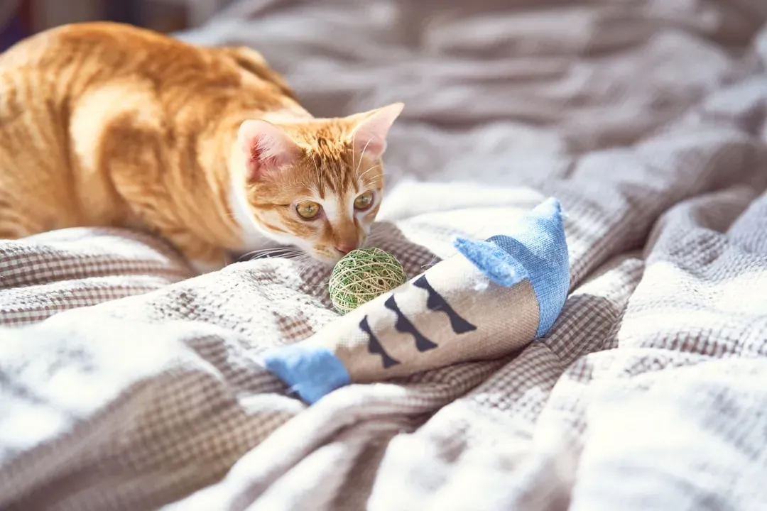 7. Provide Mental Stimulation and Gentle Enrichment (Image Credits: Unsplash)