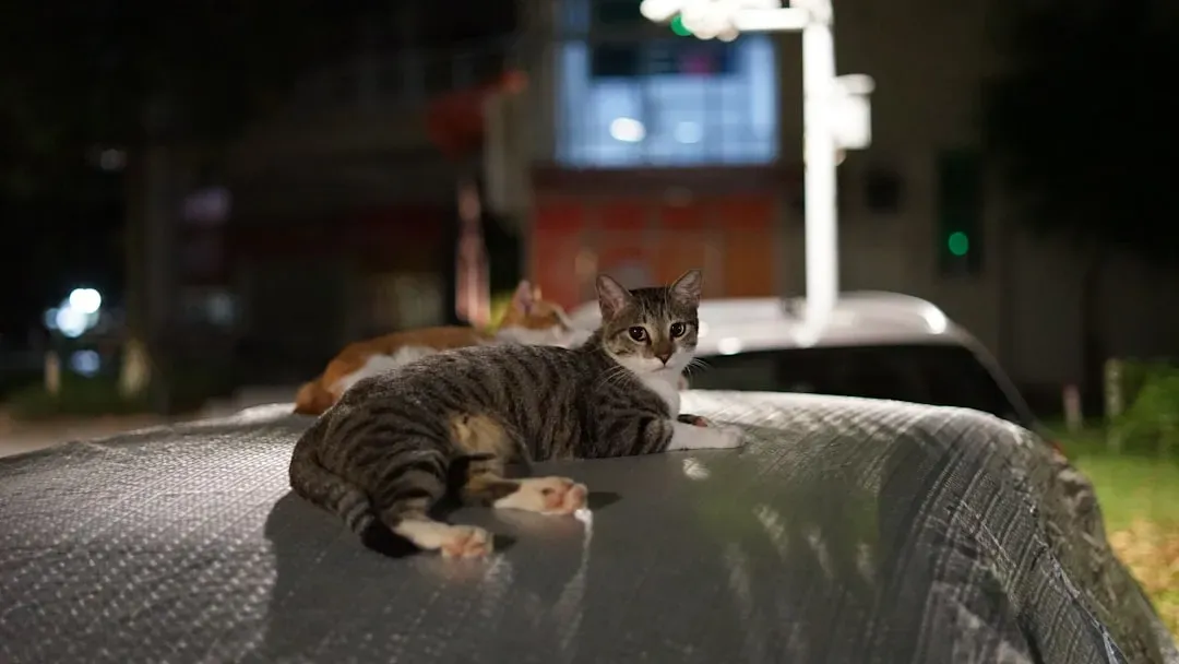 Your Home Is a Territory, and Your Cat Takes That Seriously (Image Credits: Unsplash)