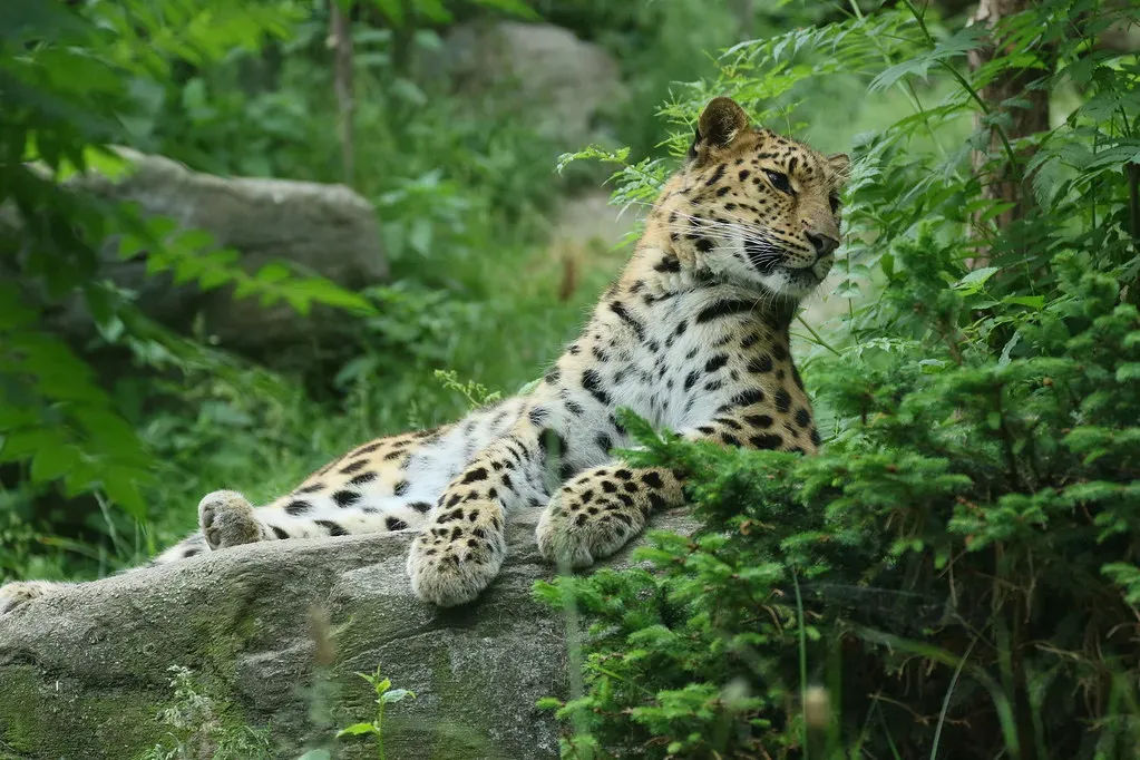 1. The Amur Leopard Is the Most Endangered Big Cat on Earth (zoofanatic, Flickr, CC BY 2.0)