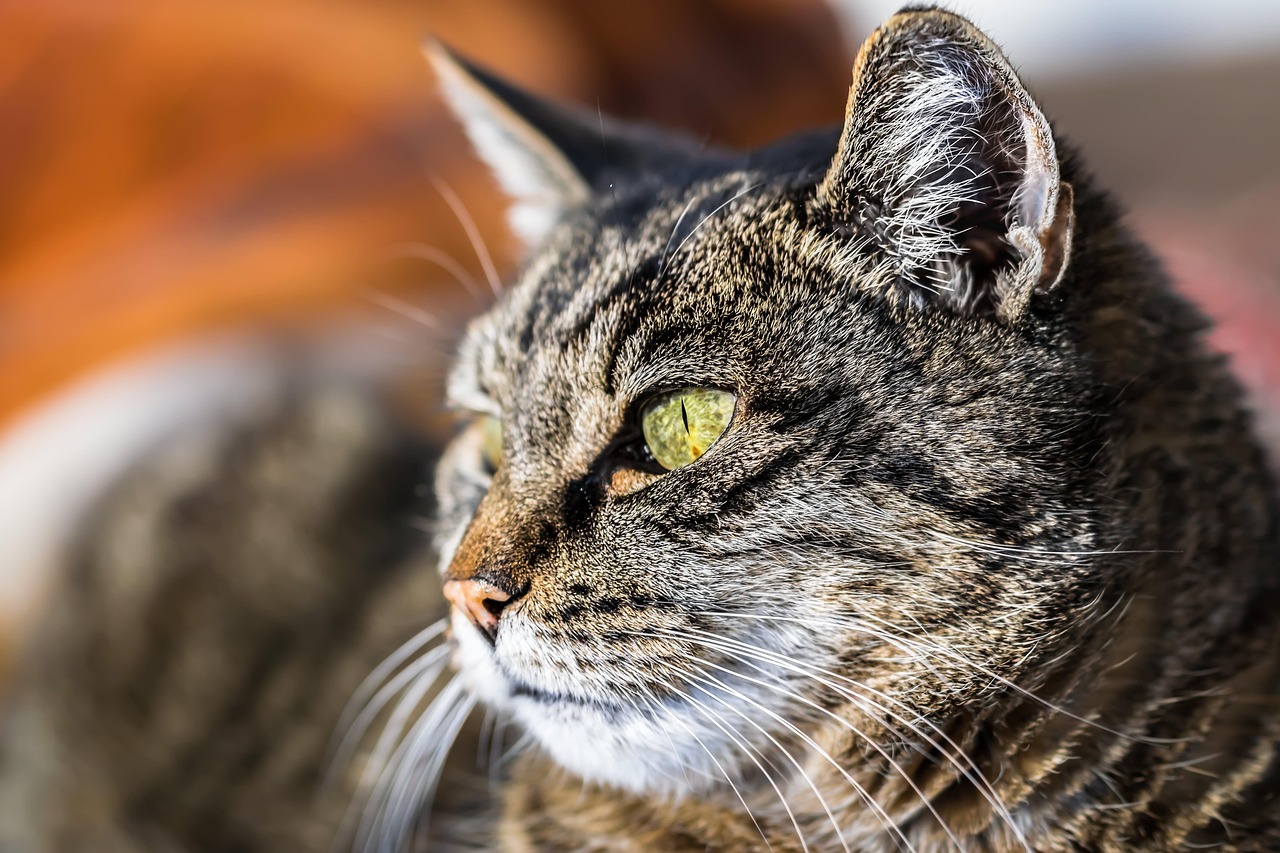 The Universal Language of Feline Soul Connection (Image Credits: Pixabay)