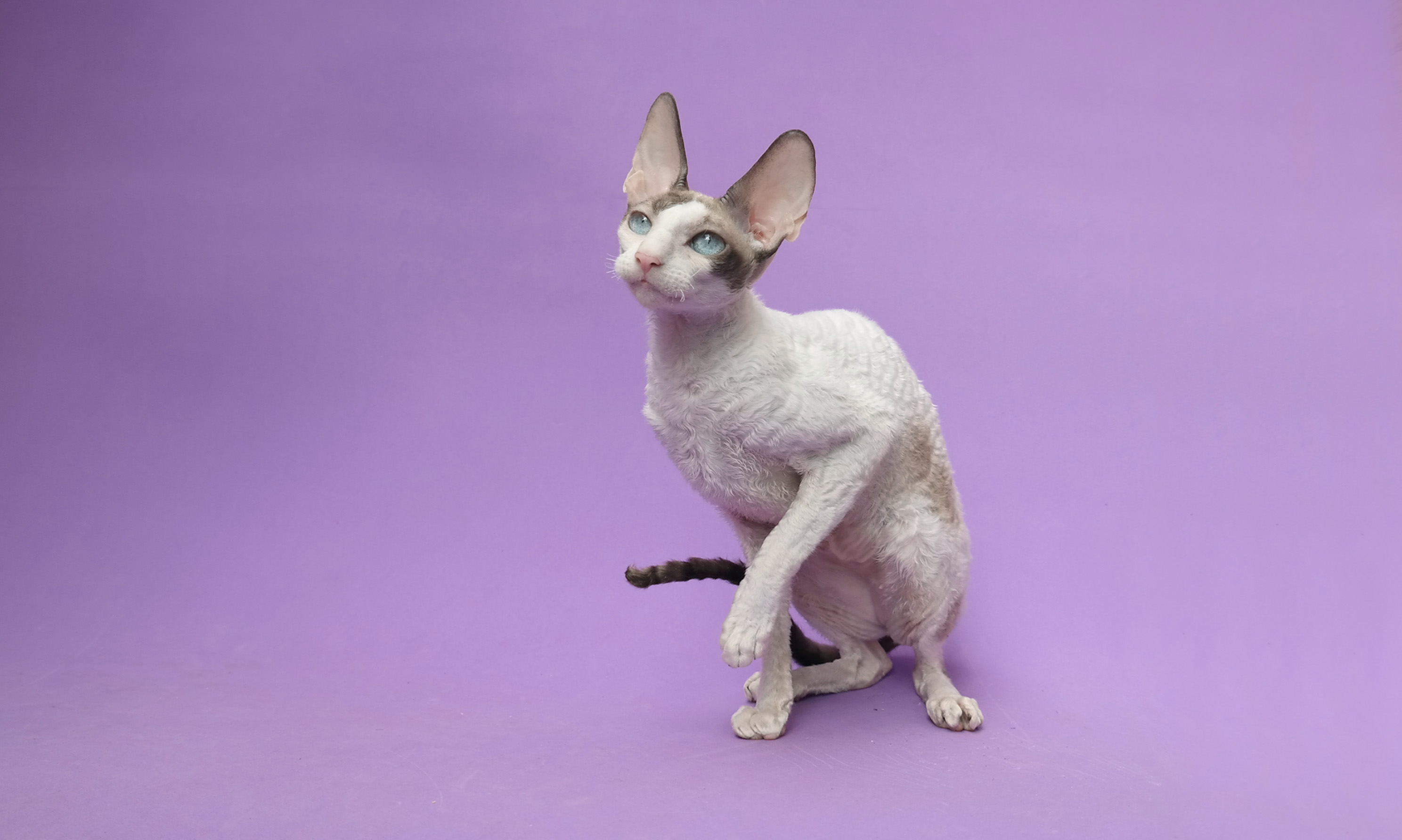 Cornish Rex: The Curly-Coated Comedians (Image Credits: Wikimedia)