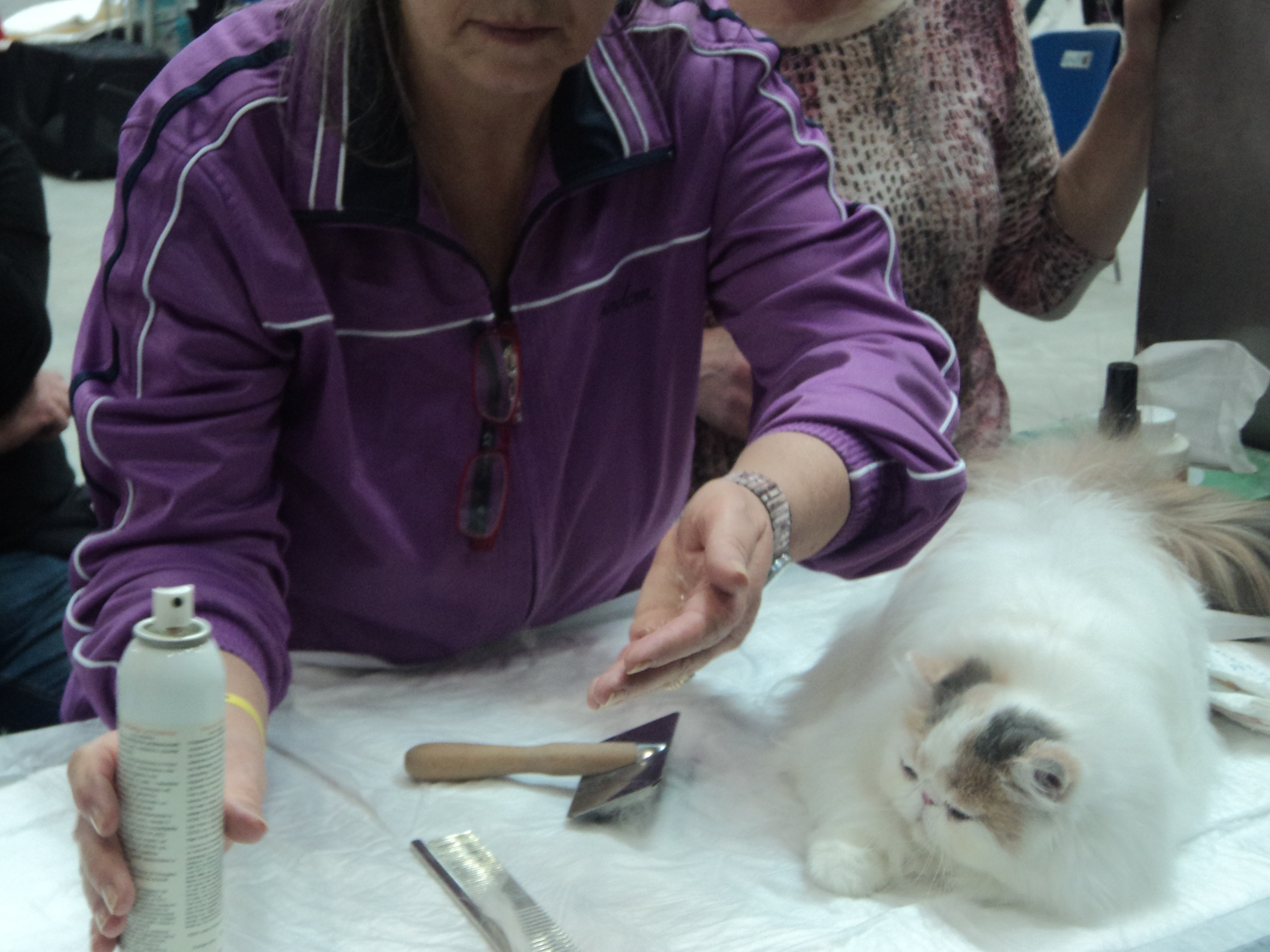Intensive Daily Grooming Requirements (Image Credits: Wikimedia)