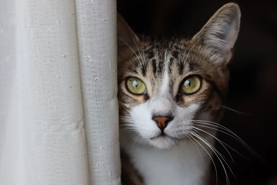 Cats Can Experience Separation Anxiety, Too (Image Credits: Unsplash)