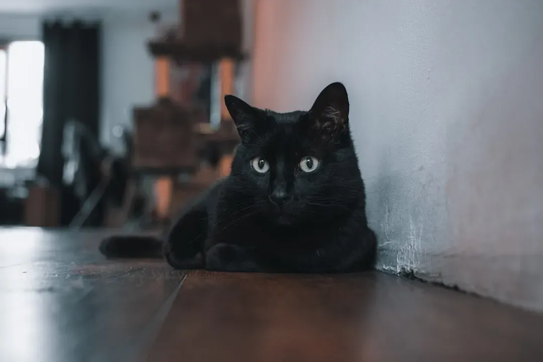 Tale #5: Black Cats Are Unhealthy and Short-Lived (Image Credits: Unsplash)