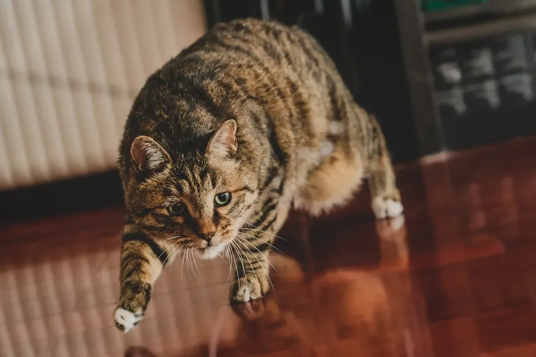 The Predatory Sequence: Stalk, Chase, Pounce, Catch (Image Credits: Unsplash)