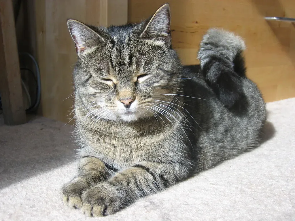 Decoding Your Cat's Body Language Alongside the Purr (Image Credits: Flickr)