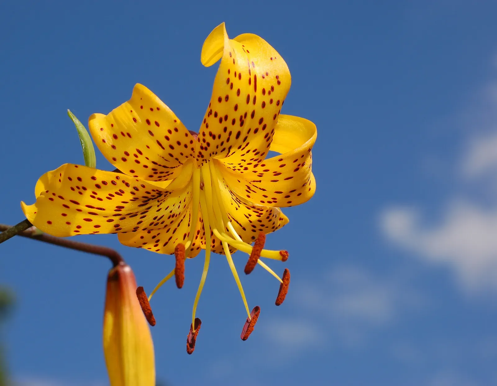 #2 Lilies and other toxic houseplants (Self-photographed, CC BY-SA 3.0)