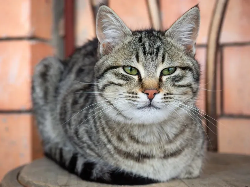 Domestic Shorthair: The Real “Bodega Cat” of New York (Image Credits: Pexels)