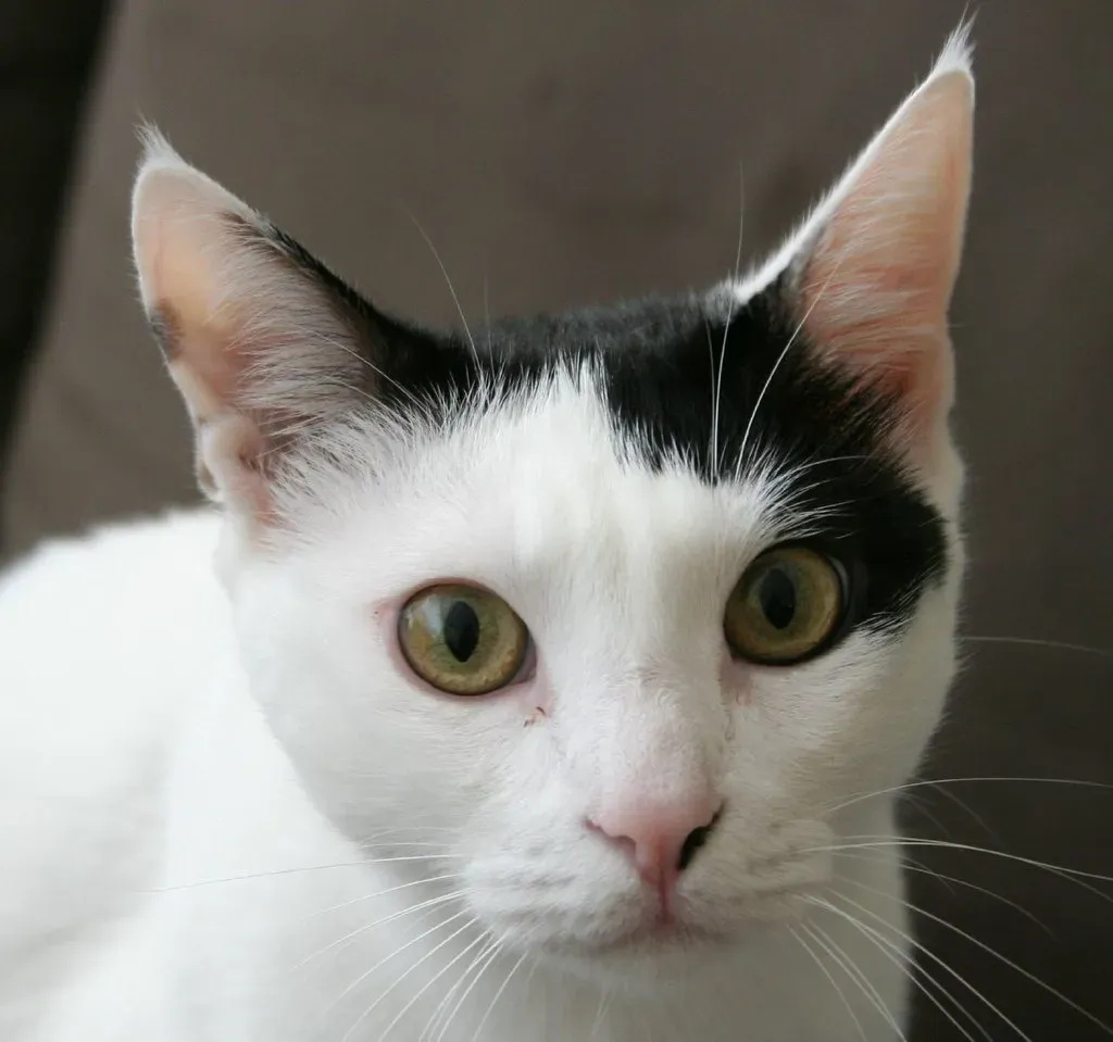 The Manipulative 'You Owe Me' Stare (Image Credits: Flickr)