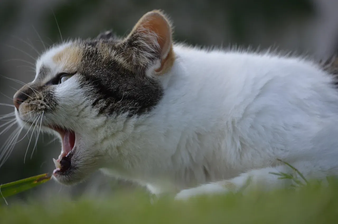 Vocalizations Beyond the Meow (Image Credits: Pixabay)