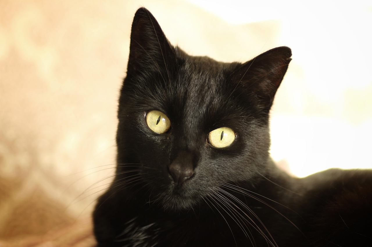 Bombay Cats: The Panther-Like Shadows (Image Credits: Pixabay)
