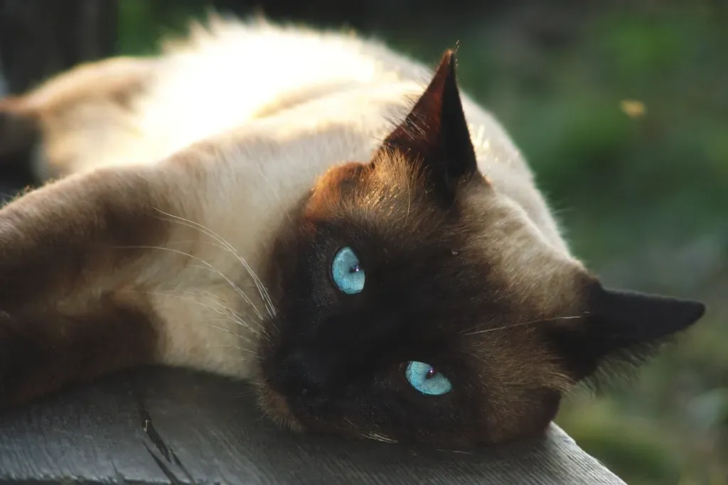 Siamese Cats Will Talk Your Ear Off (Image Credits: Rawpixel)