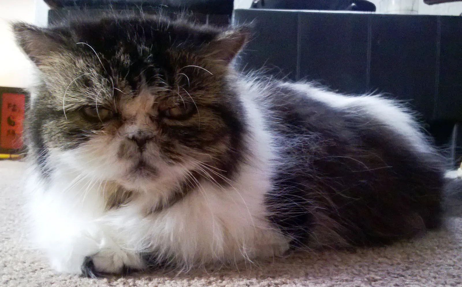 Finding Your Perfect Feline Friend (Image Credits: Wikimedia)