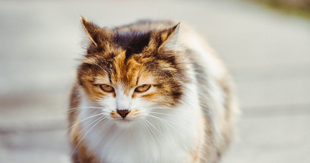 The Airplane Ears (Image Credits: Unsplash)