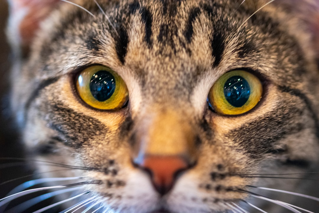 Integrating Eye Contact into Basic Commands (Image Credits: Unsplash)