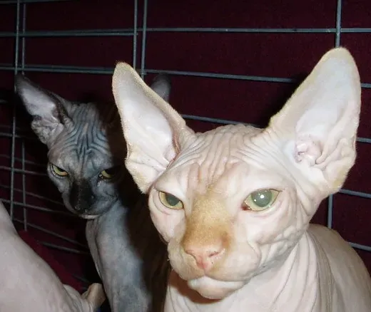 8. The Sphynx: Hairless, Warm, and Endlessly Talkative (IndyDina with Mr. Wonderful, Flickr, CC BY 2.0)