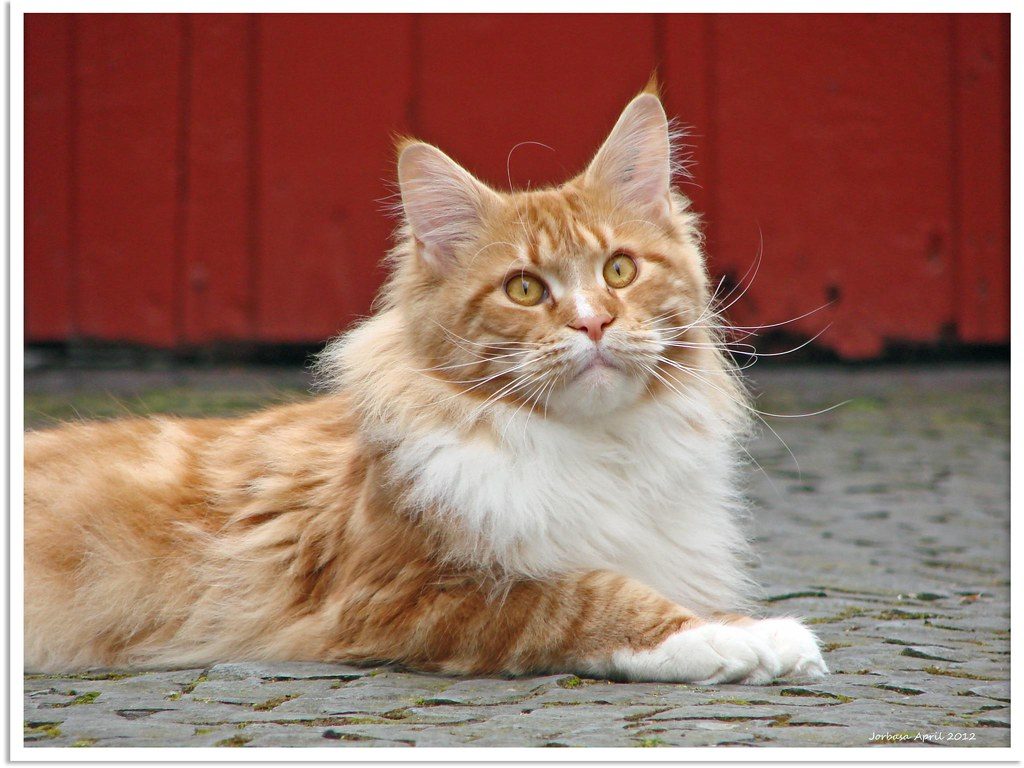 Ancient Nest-Making Instincts at Work (Image Credits: Flickr)