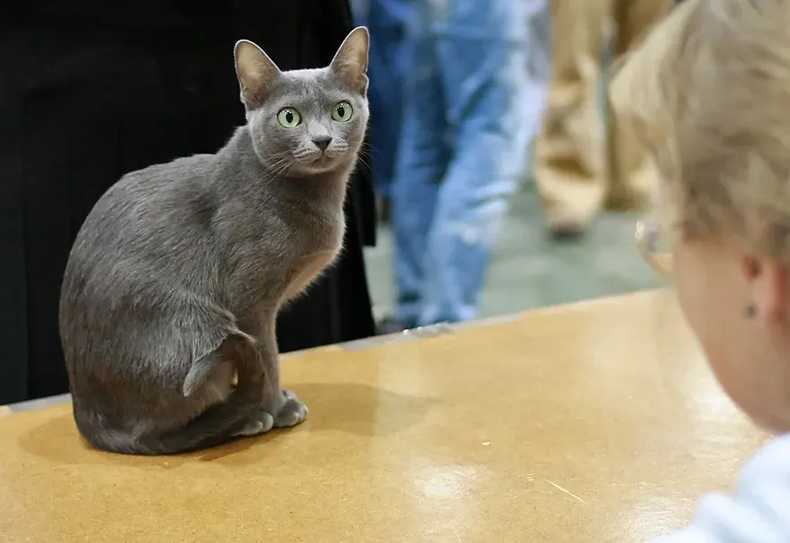 #10 - Korat (URK cat show Vantaa 2007-10-20, photo 148/255, CC BY-SA 3.0)