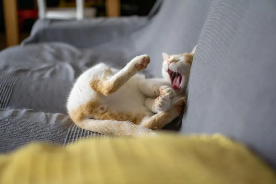 Pain Can Disguise Itself as Hyperactivity (Image Credits: Unsplash)