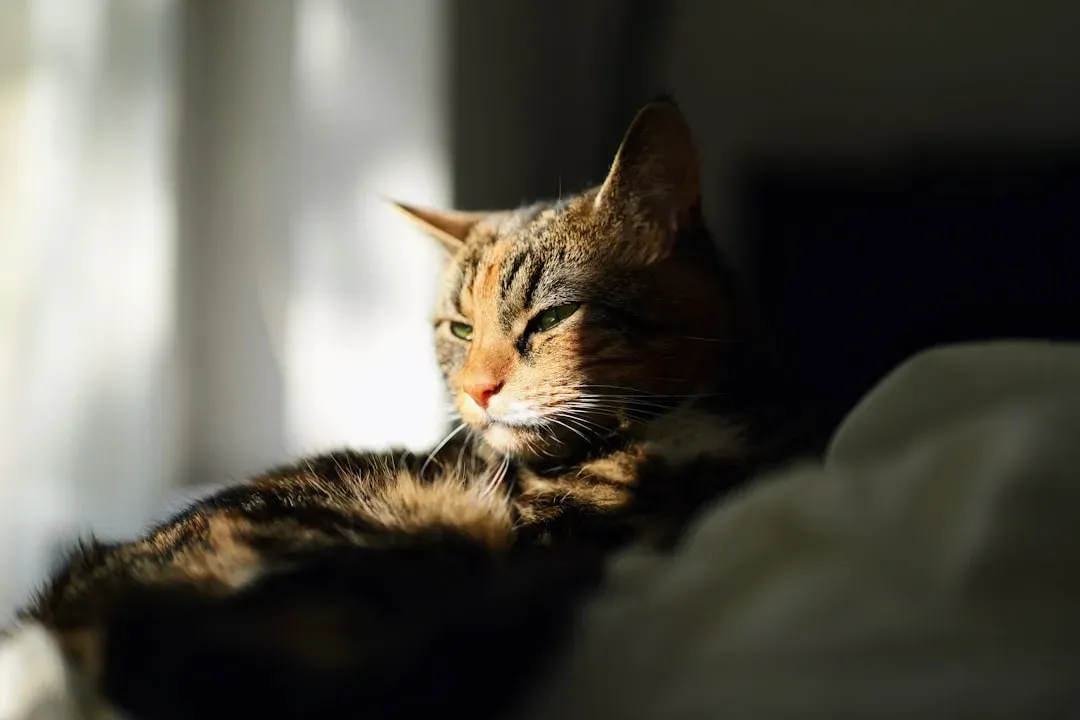 It Soothes Joints and Muscles, Especially in Senior Cats (Image Credits: Unsplash)