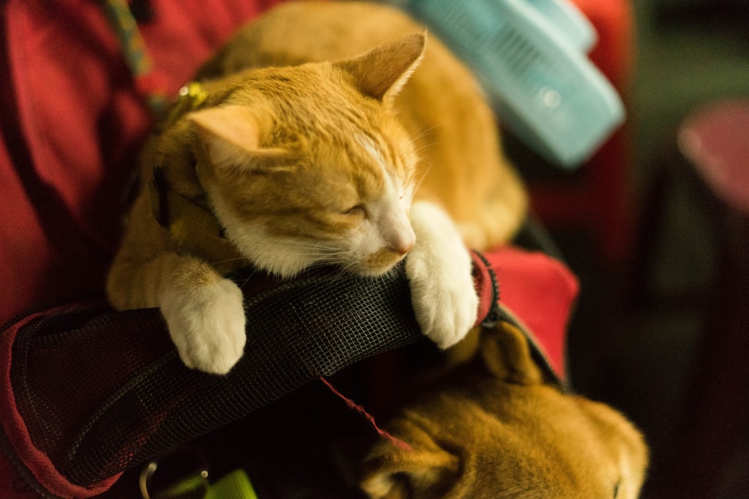 Sleeping in Your Personal Items (Image Credits: Unsplash)