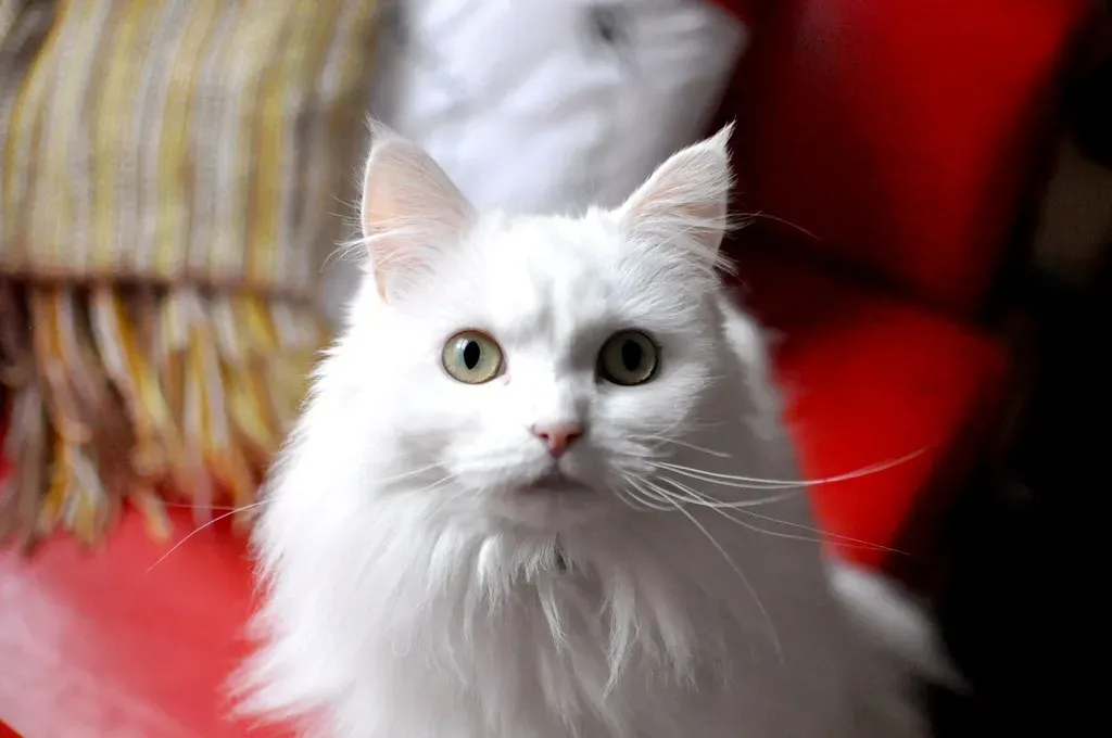 8. Turkish Angora: The Graceful Insomniacs (Image Credits: Flickr)
