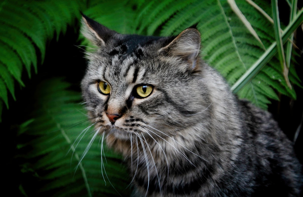 Maine Coon: The Gentle Giant of Family Life (Image Credits: Wikimedia)
