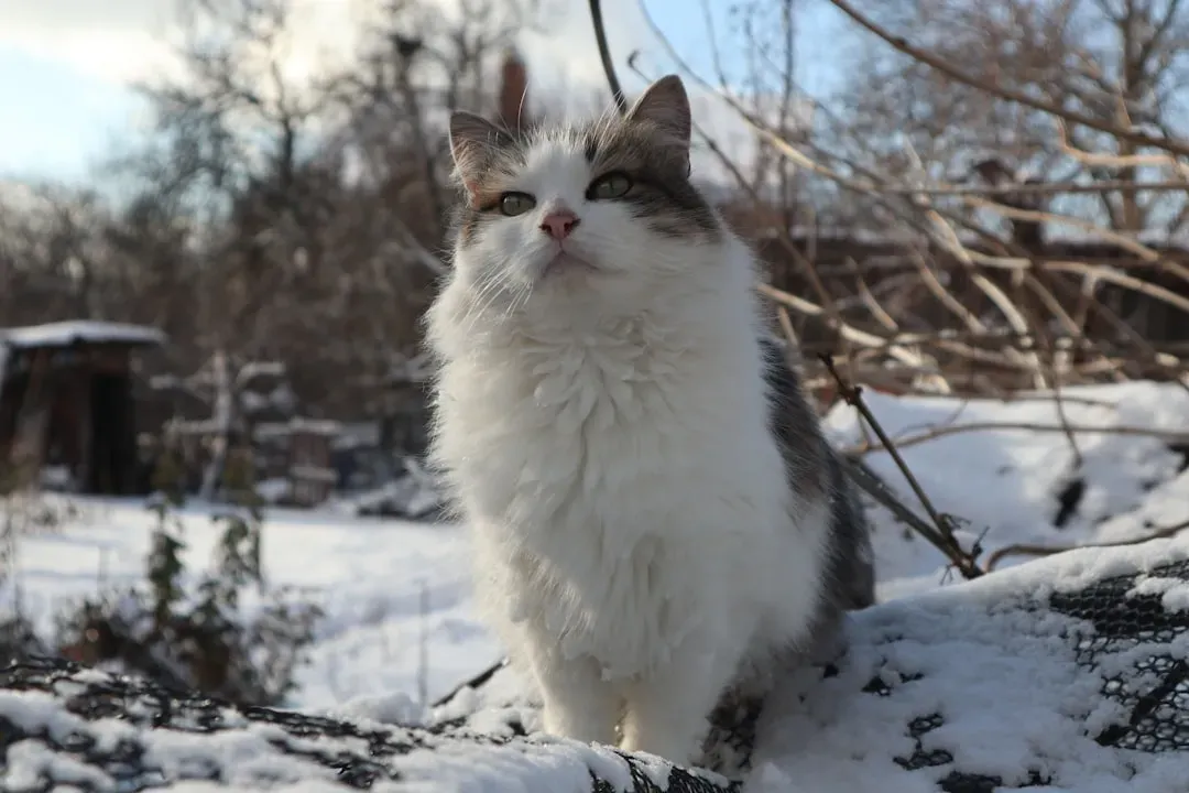 Monitoring High-Risk Cats (Image Credits: Unsplash)