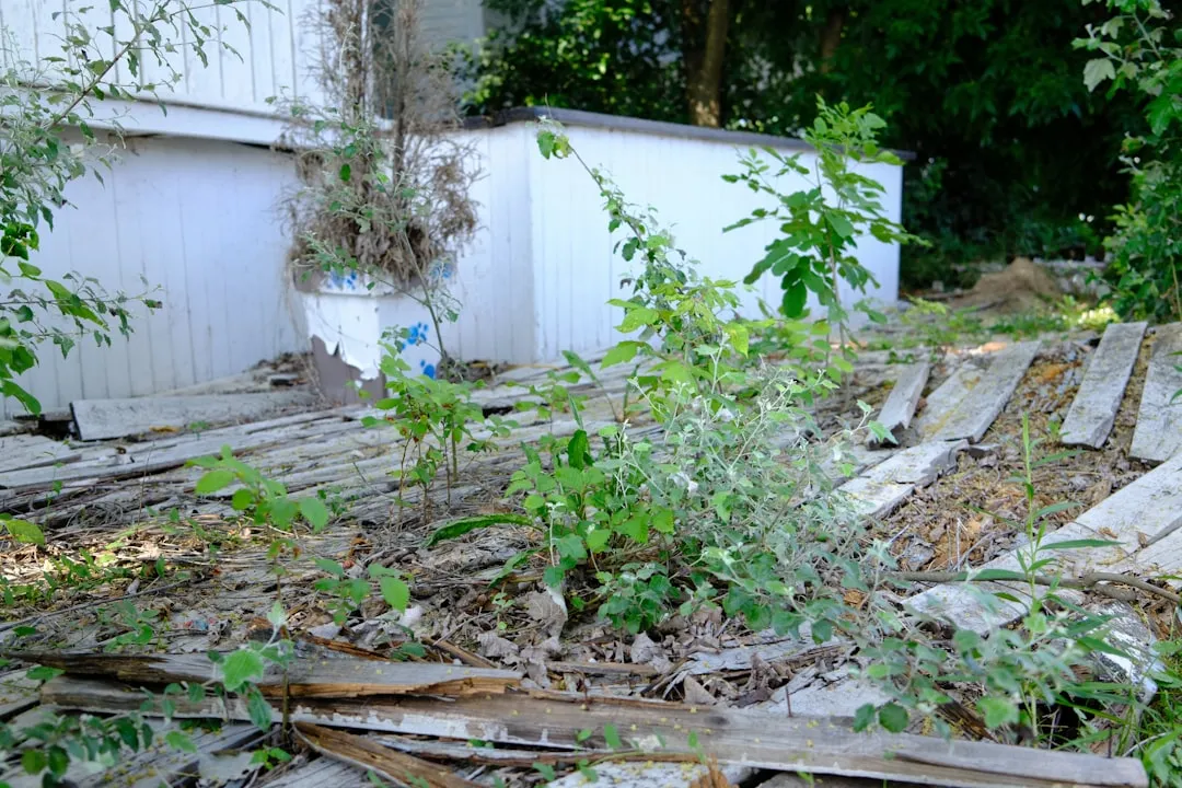 Conclusion: The Ugly Yard Next Door Is Information (Image Credits: Unsplash)