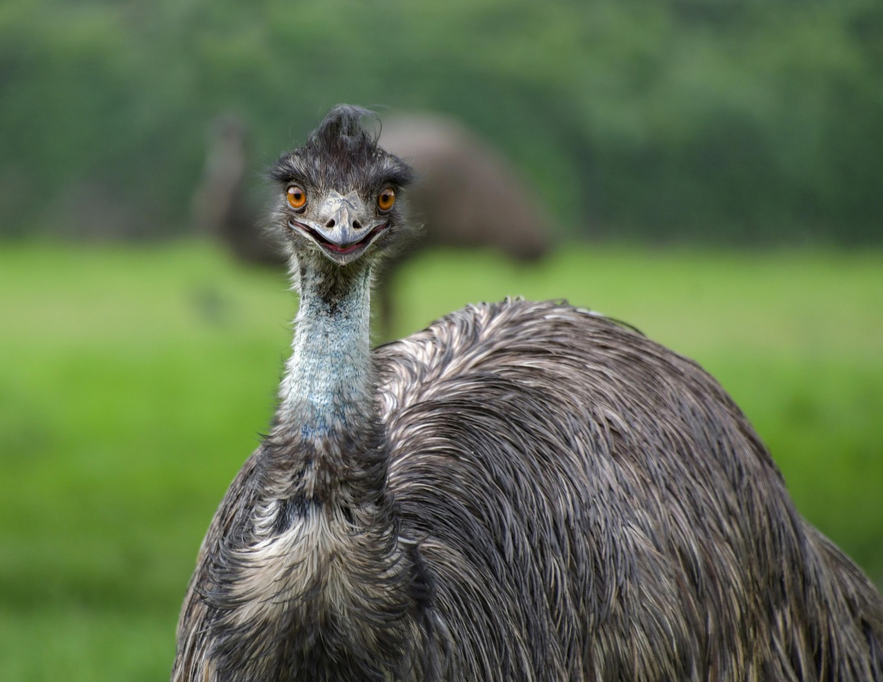 The Great Emu War - When Australia Lost to Birds (image credits: pixabay)