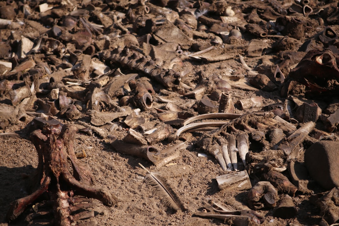 The African Butchers: Modern Genocidal Leaders (image credits: unsplash)