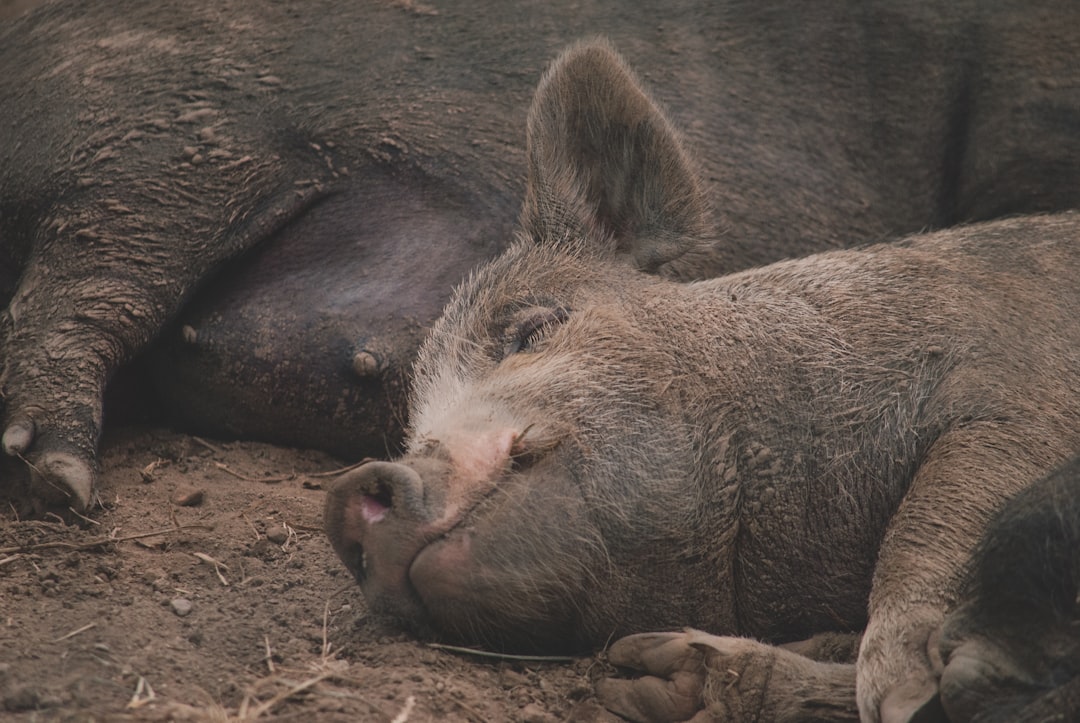 A Pig That Almost Started a Real War Between America and Britain (image credits: unsplash)