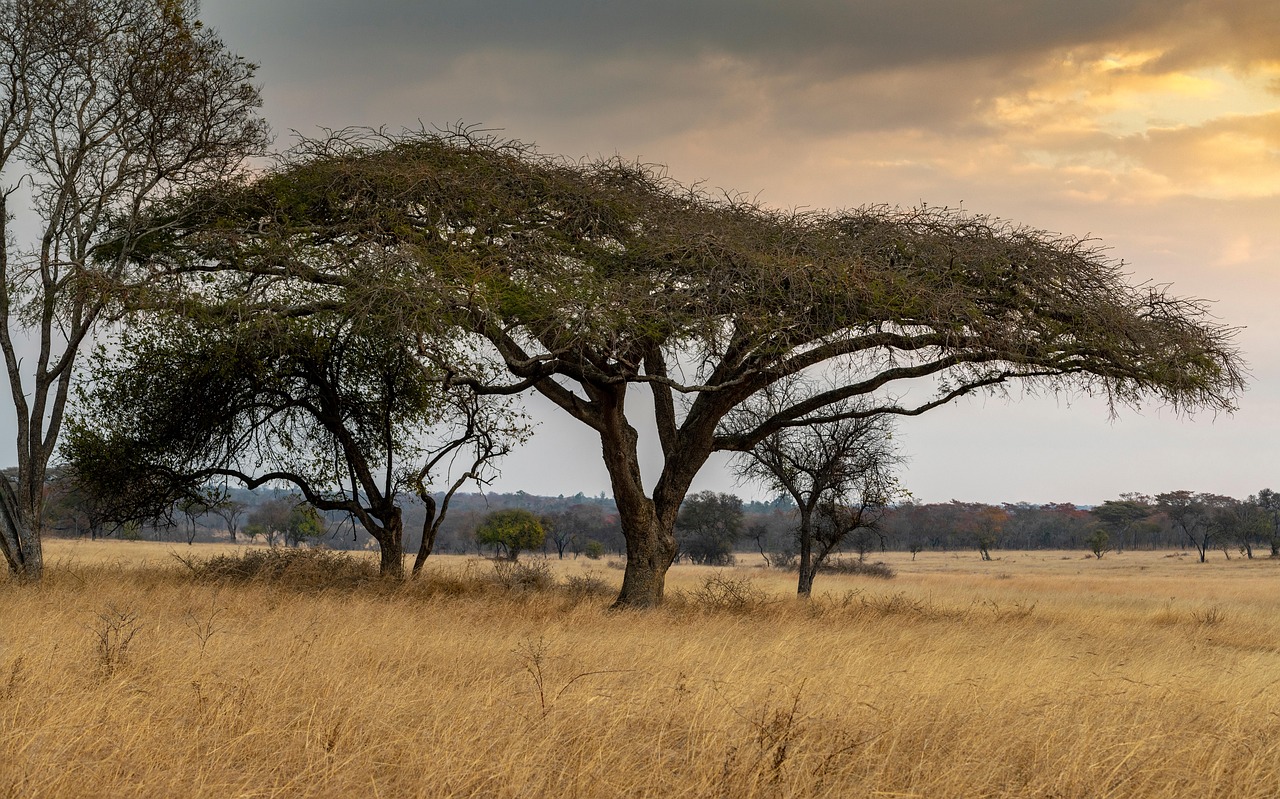 The Ruins of Great Zimbabwe (image credits: pixabay)